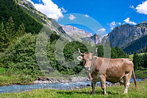 Cow are grazing. Cattle pasture in a grass field. Cow with horns, cattle, horned cow.