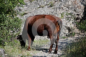 A cow grazing by a cliff in Crimea