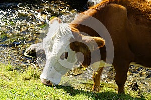 a cow grazing by a cold clean brook in the Alps of the Schladming-Dachstein region (Austria)