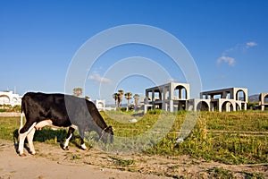 Cow grazing on construction site