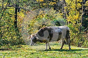 Cow grazing in countryside