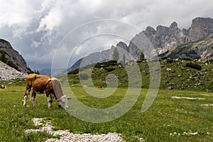 Cow grazing in the Dolomites, Italy near Tre Cime di Lavaredo