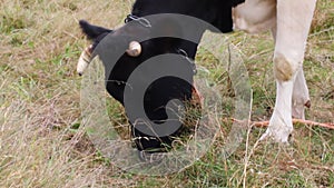 Cow grazing on dry grass closeup