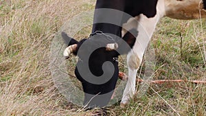 Cow grazing on dry grass closeup