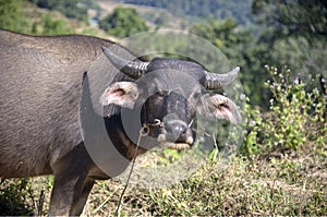 Cow grazing on farm in Asia