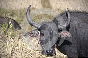 Cow grazing on farm in Asia