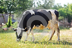 Cow is grazing on a farm pasture. Growing livestock is a traditional direction of agriculture. Dairy farming. Holstein Friesian