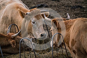 Cow grazing in a farm, Spain