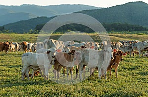 Cow grazing on farmland. photo