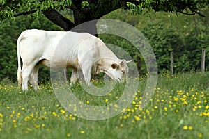 Cow grazing in field