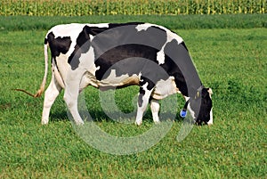 Cow grazing on field