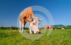 Cow grazing in a field