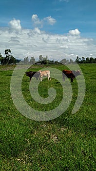 Cow Grazing field green grass under beautiful daylight