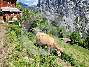 Cow grazing on field in mountain village above Lauterbrunnen valley.