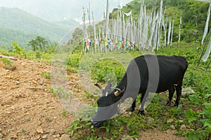 Cow grazing in the field, paro, bhutan