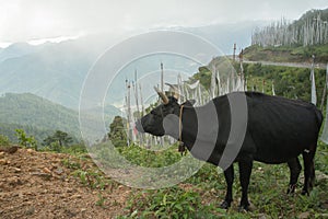 Cow grazing in the field, paro, bhutan