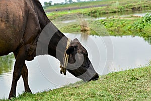 A cow grazing in a field beside a pond in a village