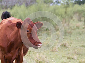 Cow grazing in the field in the province of entre rios argentina