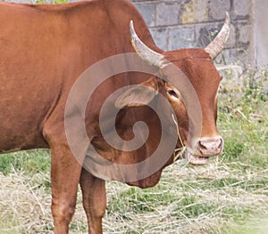 Cow grazing in the fields