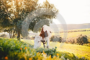 Cow grazing on a fresh grass. Landscape with grass field, olive trees, animal and beautiful sunset. Moroccan nature