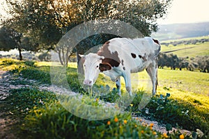 Cow grazing on a fresh grass. Landscape with grass field, olive trees, animal and beautiful sunset. Moroccan nature