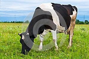 Cow grazing in fresh pasture