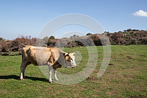 Cow grazing on the grass