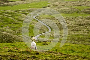 Cow grazing grass in a green hill, small country road in the background leads to the cow. West of Ireland. Agriculture and farming