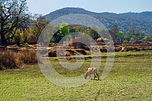 Cow grazing grass on a mountain valley. Patratu Valley Jharkhand India