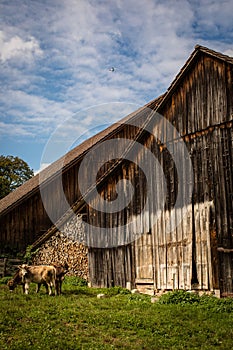 Cow grazing on a green alpine meadow