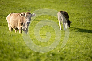 Cow grazing on a green alpine meadow