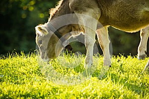 Cow grazing on a green alpine meadow