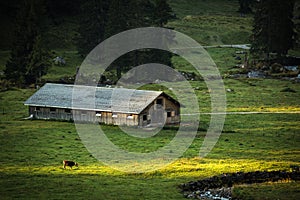 Cow grazing on a green alpine meadow