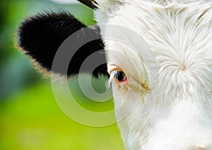 Cow grazing on a green field