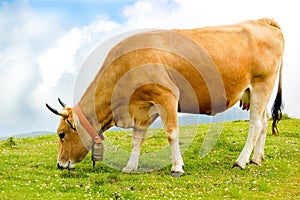 Cow grazing in a green field