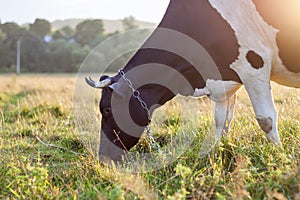 Cow grazing in green field fresh grass on bright sunny day. Farming and agriculture concept.