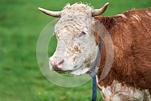 Cow grazing on a green field