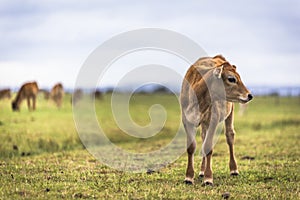 Cow grazing green grass in countryside field farmland under blue sky along Australia Great Ocean Road
