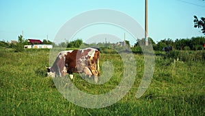 cow grazing on a green lawn