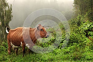 Cow grazing on green meadow
