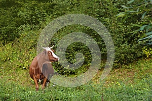 Cow grazing on green meadow