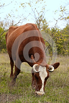 Cow grazing on green meadow. Farm animal