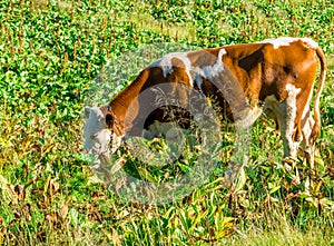 Cow grazing on a green meadow in the mountains of Romania. Cow eating grass