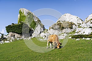 Cow grazing in a green meadow surrounded by mountains