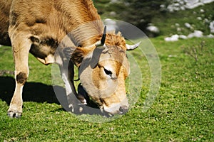 Cow grazing in a green meadow surrounded by mountains