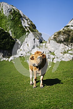 Cow grazing in a green meadow surrounded by mountains