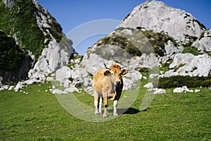 Cow grazing in a green meadow surrounded by mountains