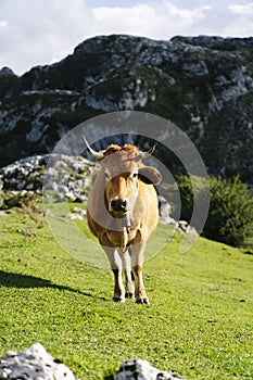 Cow grazing in a green meadow surrounded by mountains