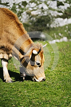 Cow grazing in a green meadow surrounded by mountains