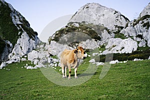 Cow grazing in a green meadow surrounded by mountains